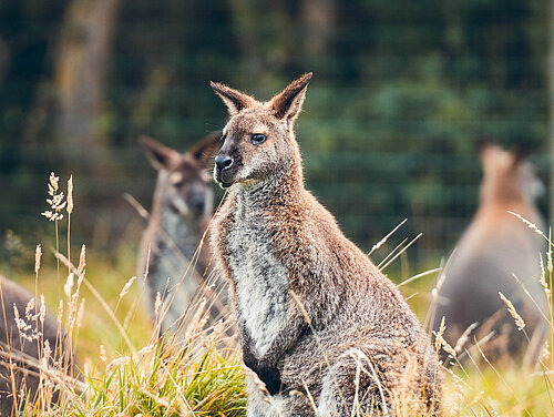 Wallaby de Bennett