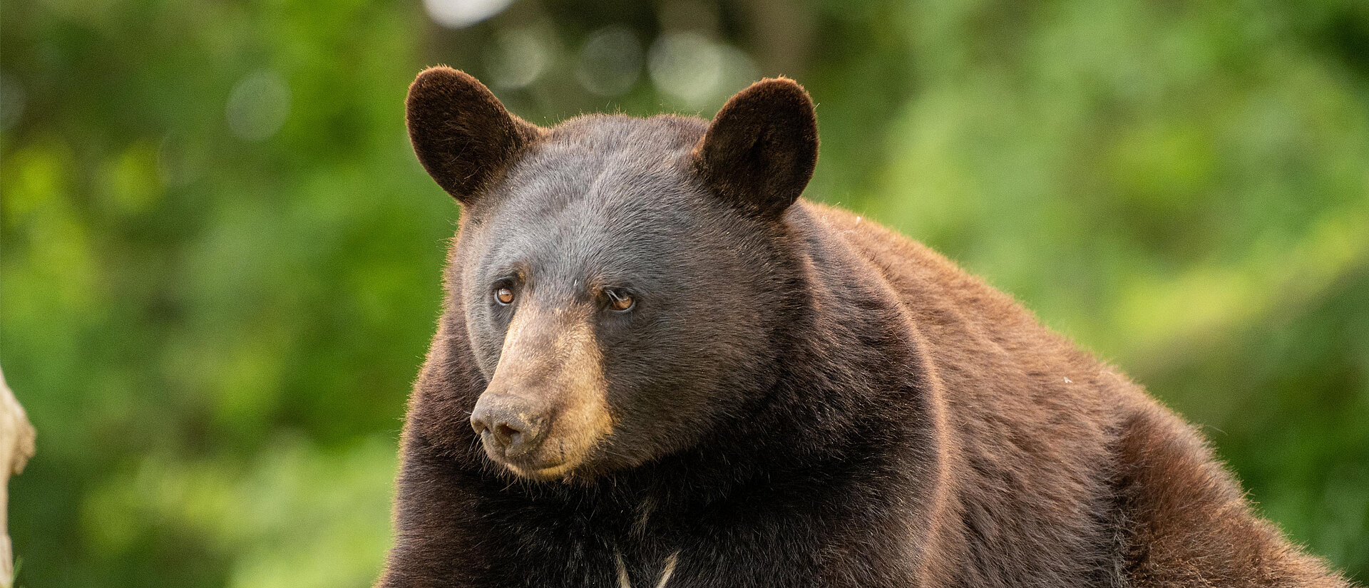 Ours noir d'Amérique