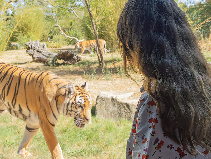 Lodge Tigres