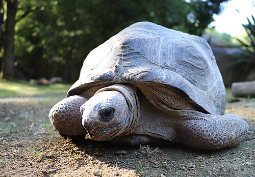 Tortue géante d'Aldabra