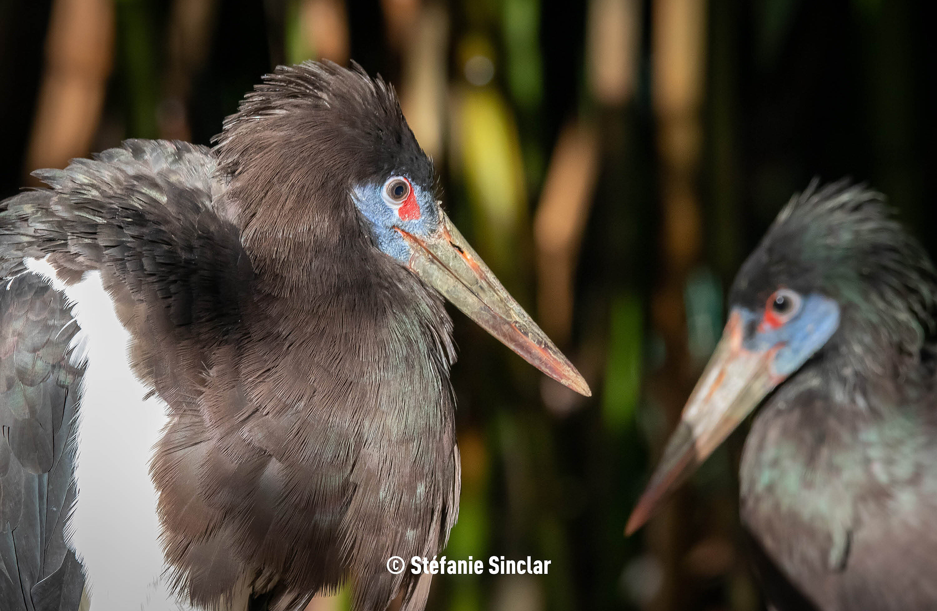 Cigogne d'Abdim (c) Stéphanie Sinclar