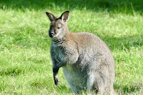 Wallaby de Bennett