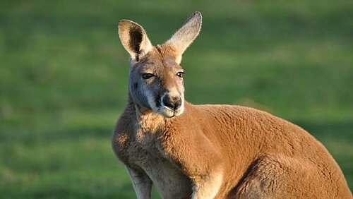 Grand kangourou roux
