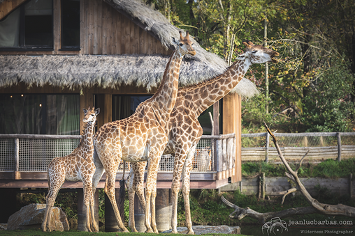 safari zoo voiture