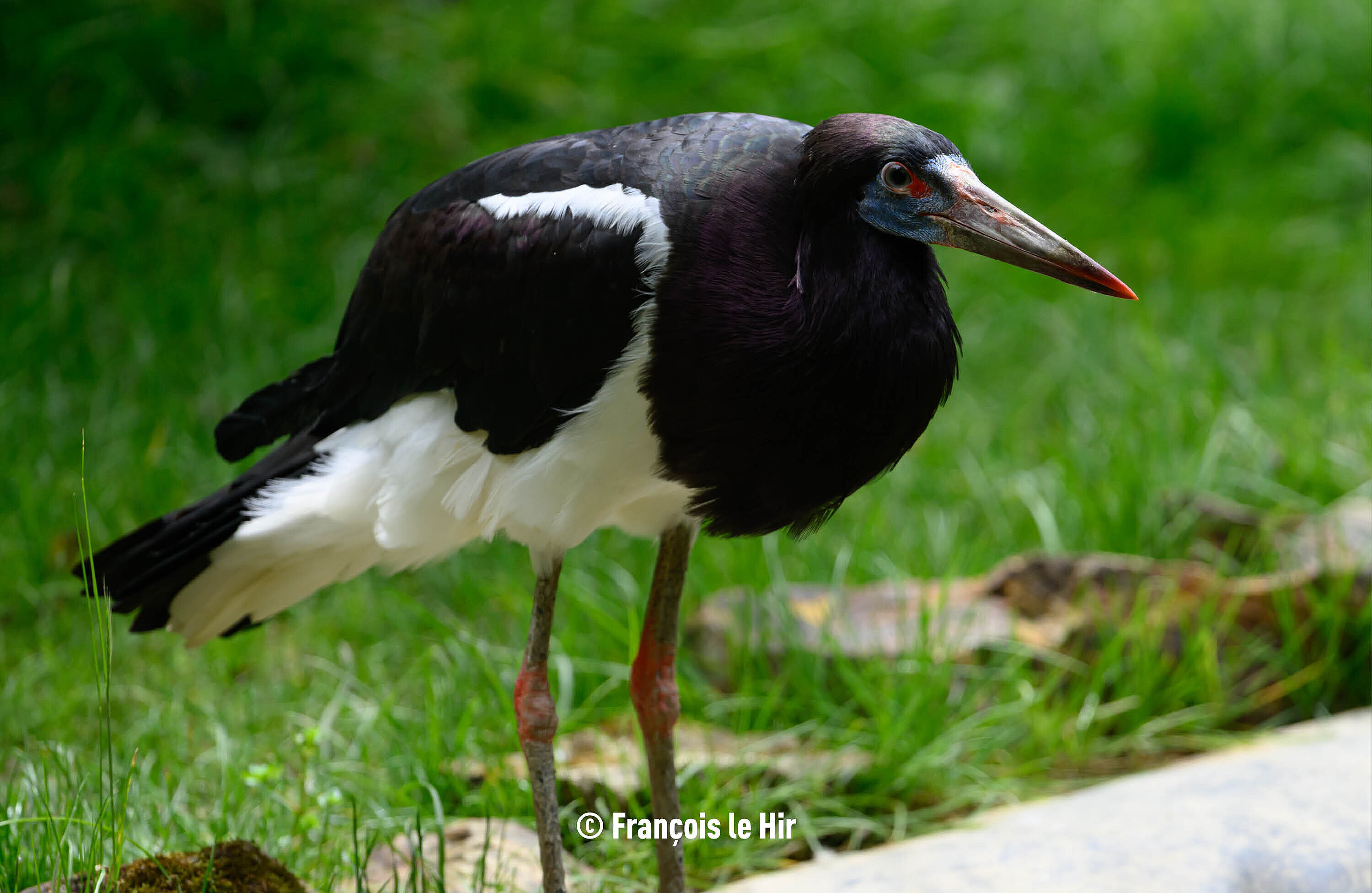 Cigogne d'Abdim (c) François le Hir
