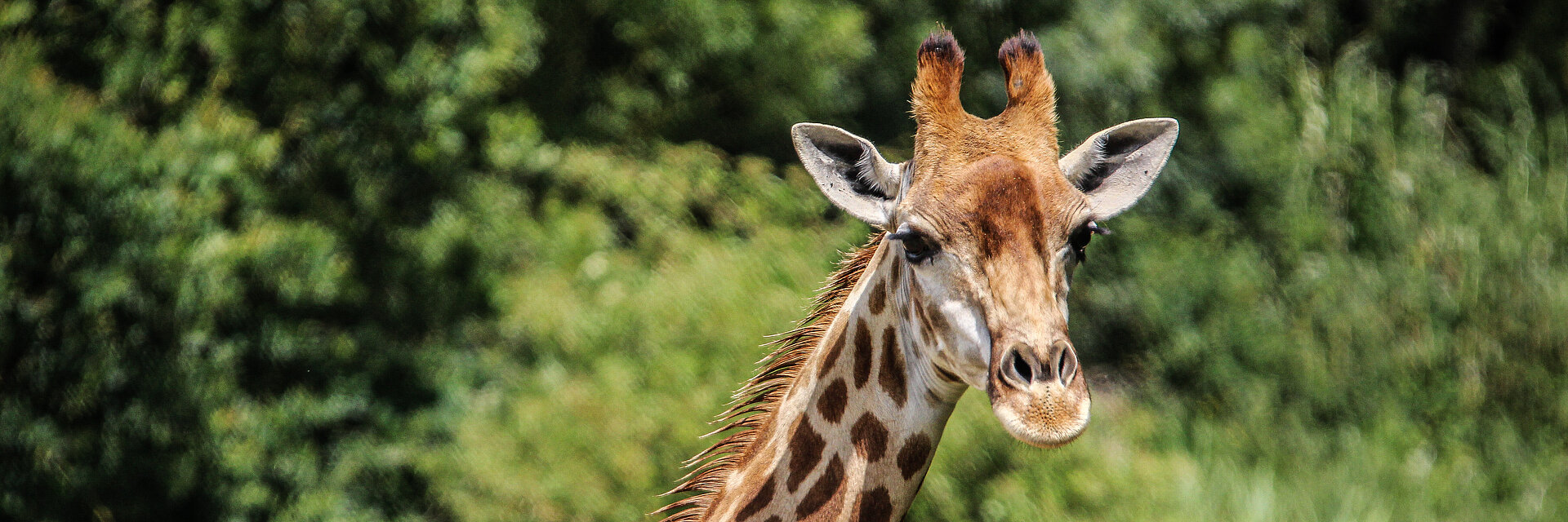 Inscription à la newsletter