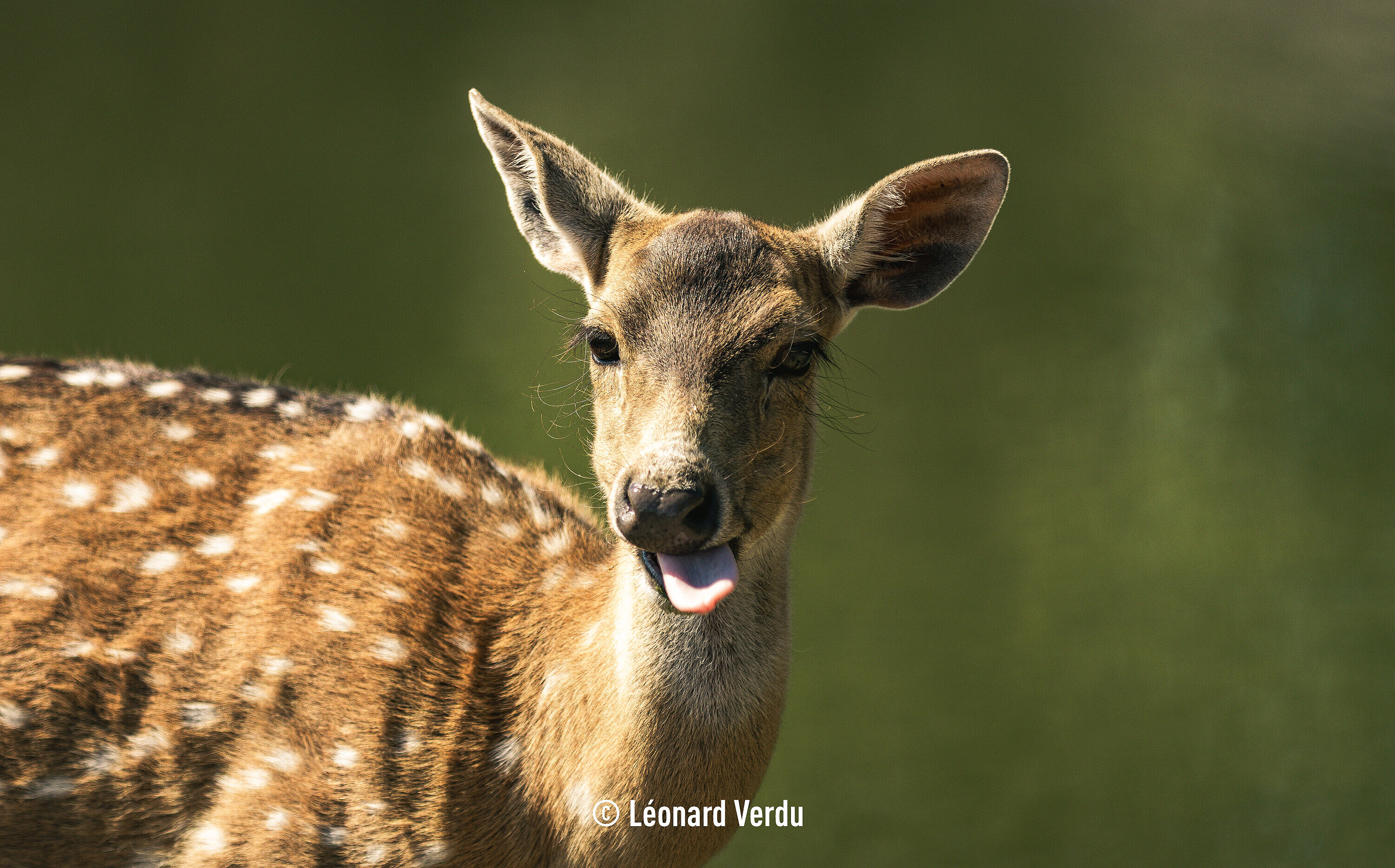 (c) Léonard Verdu - cerf axis
