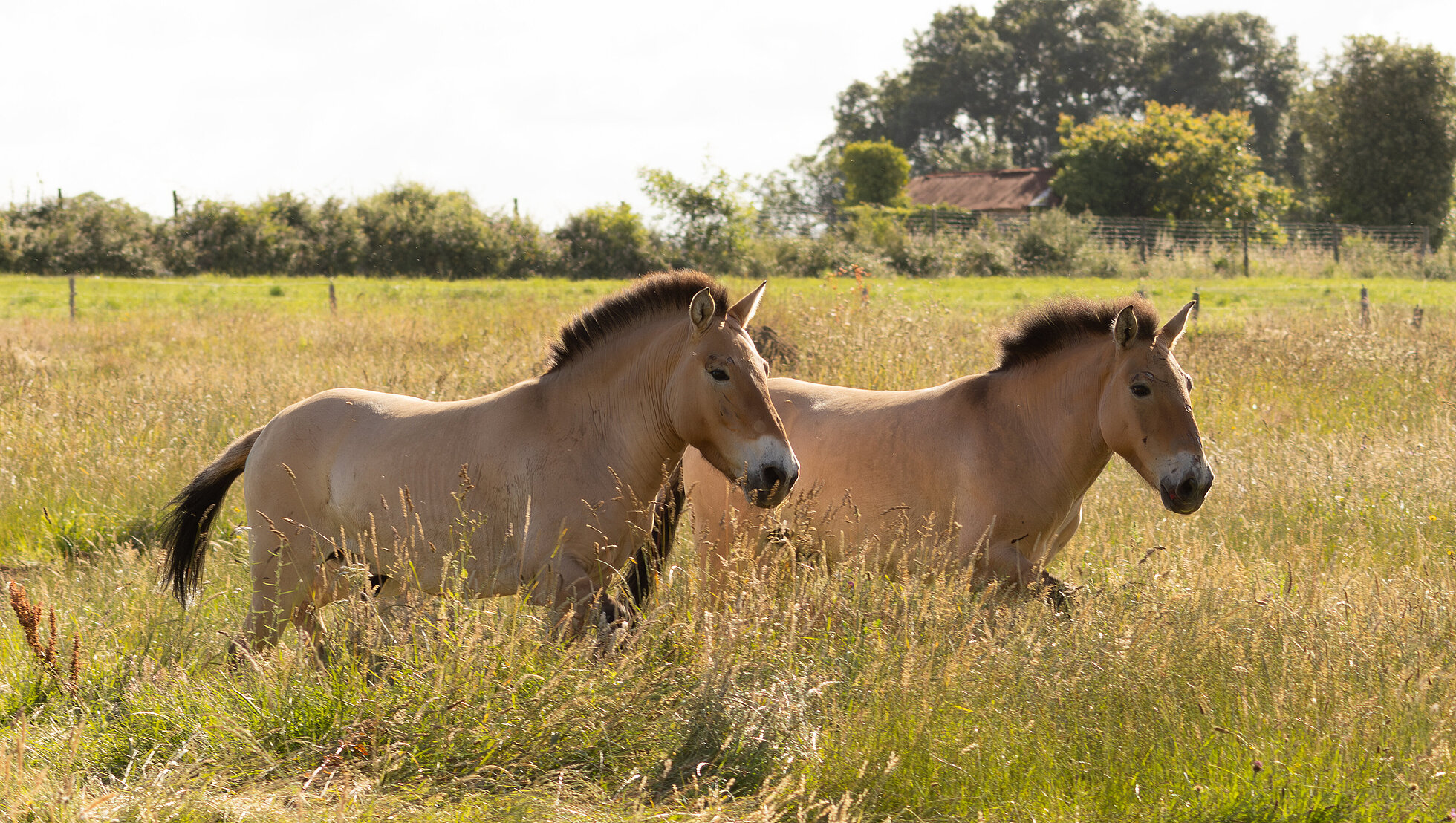 Cheval de przewalski