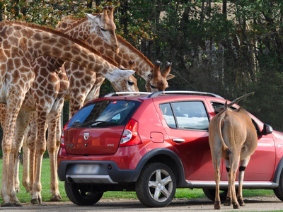 La Piste Safari