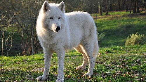 Loup arctique