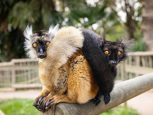 Lémur noir
