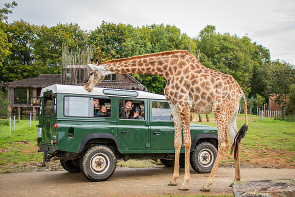 Safari VIP Girafe