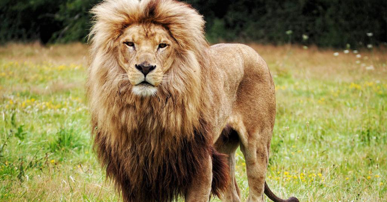 Comment Manquer à Un Homme Lion Groupe Looping | Zoo Planète Sauvage - Planète Sauvage
