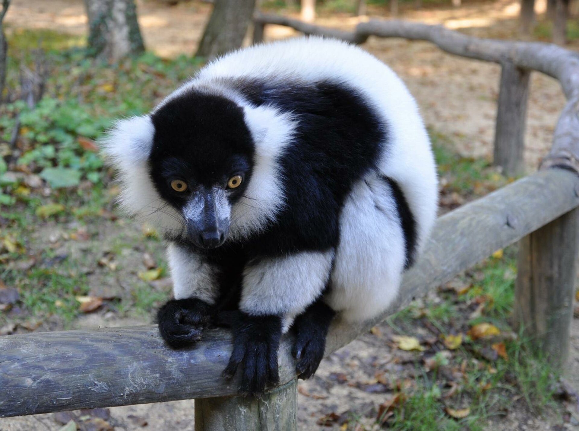 Vari noir et blanc