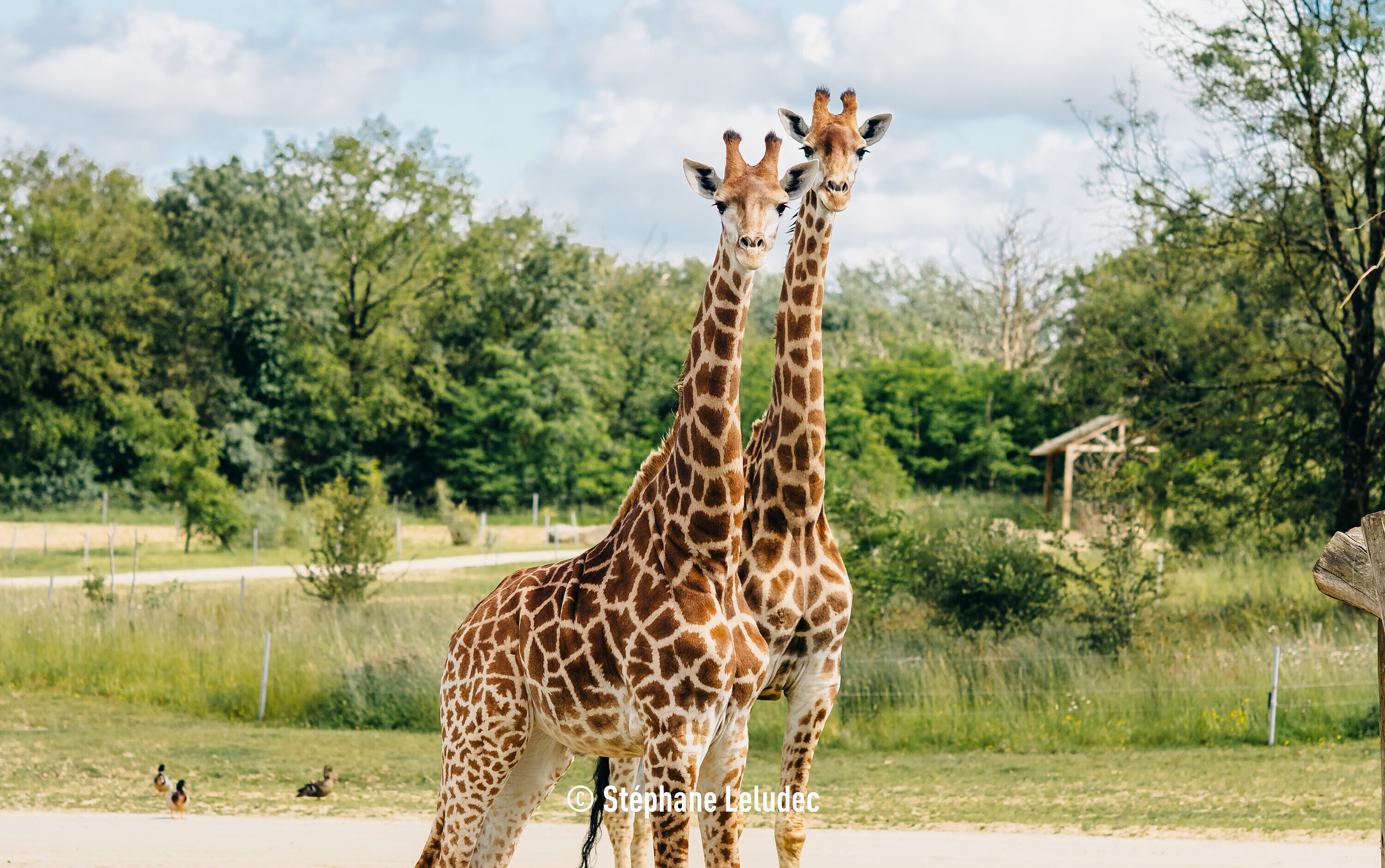 (c) Stéphane Leludec - Girafe du Cap