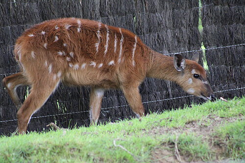 Sitatunga occidental