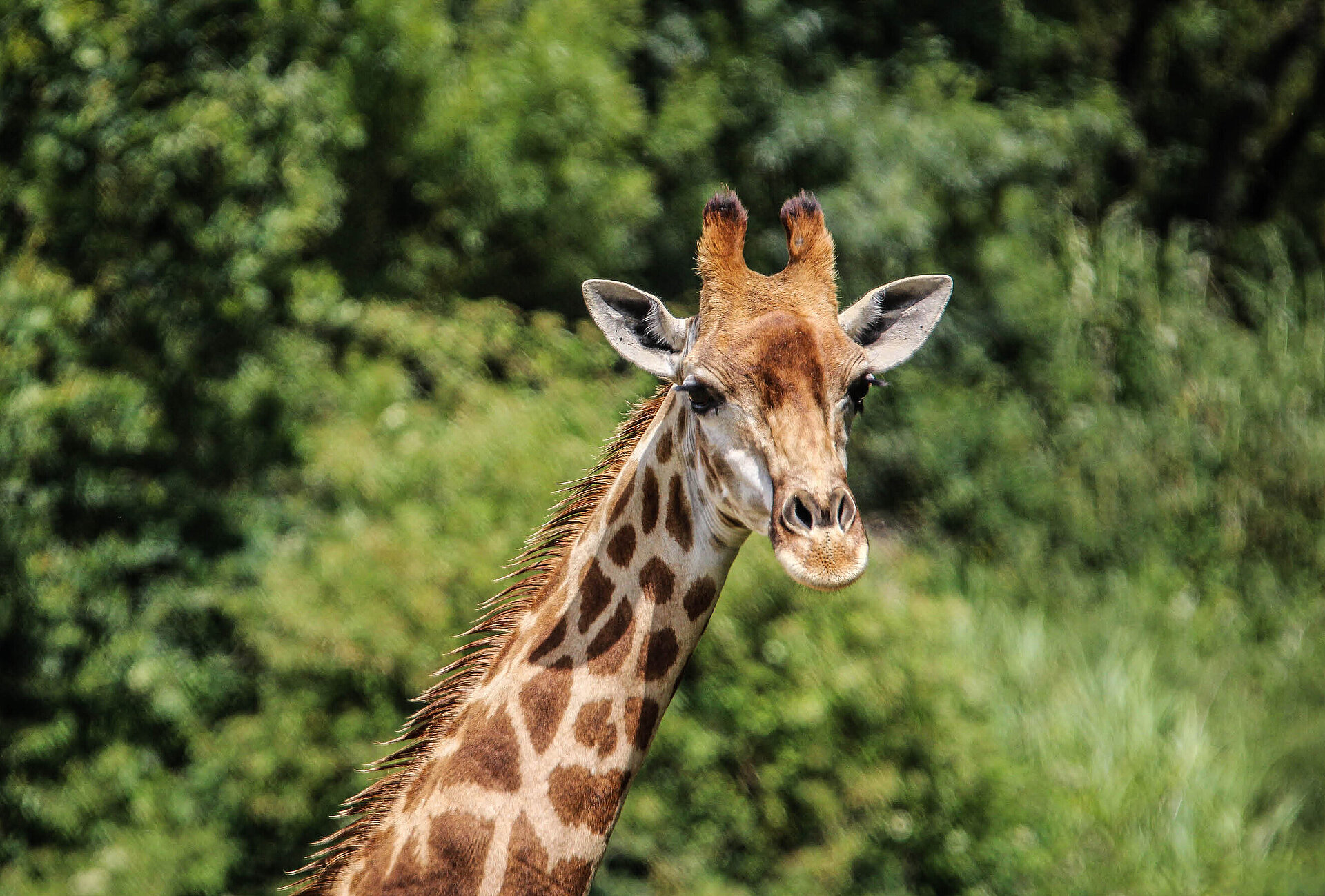 Girafe du Cap