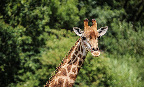 Girafe du Cap