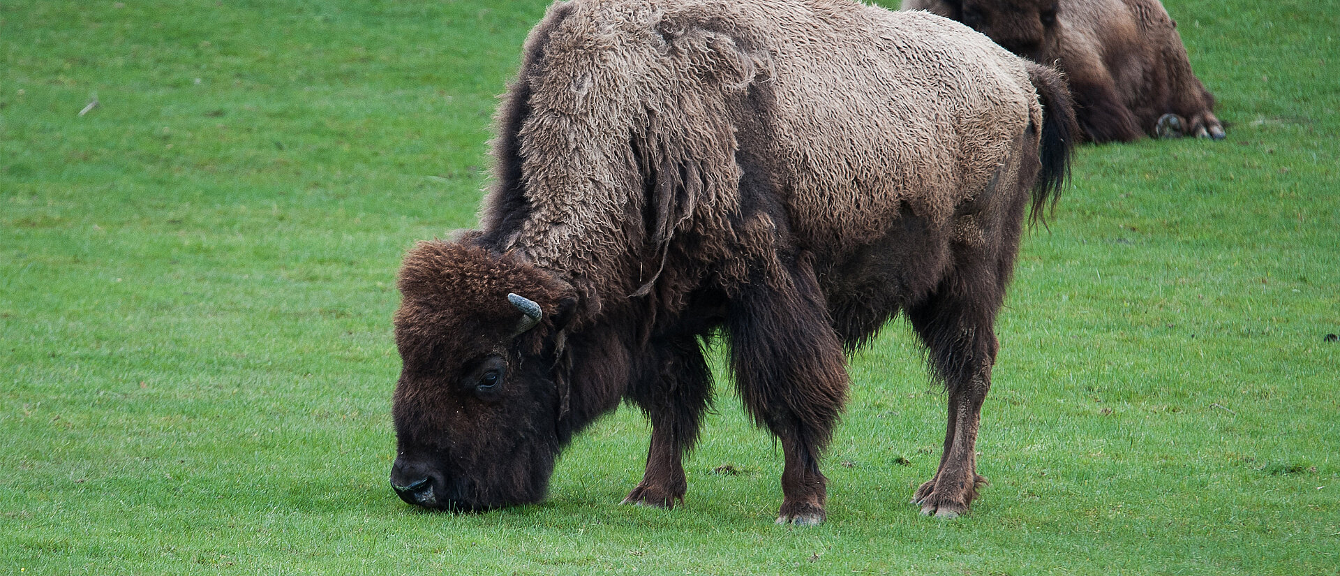 Bison des plaines