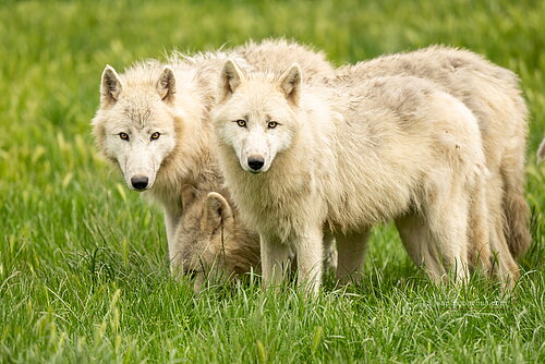 Loup arctique