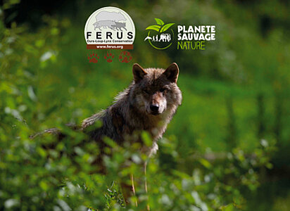 Conférence ouverte au public avec Férus et Planète Sauvage Nature ! 
