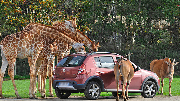 safari planete sauvage nantes