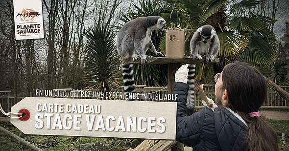 Carte cadeau stage vacances