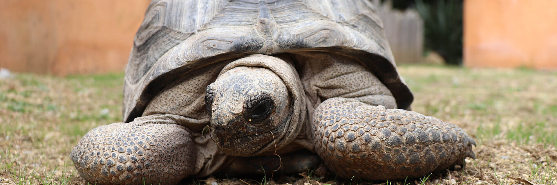 Tortue géante d'Aldabra