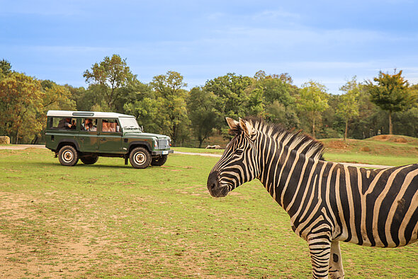 Safari Excellence zèbre