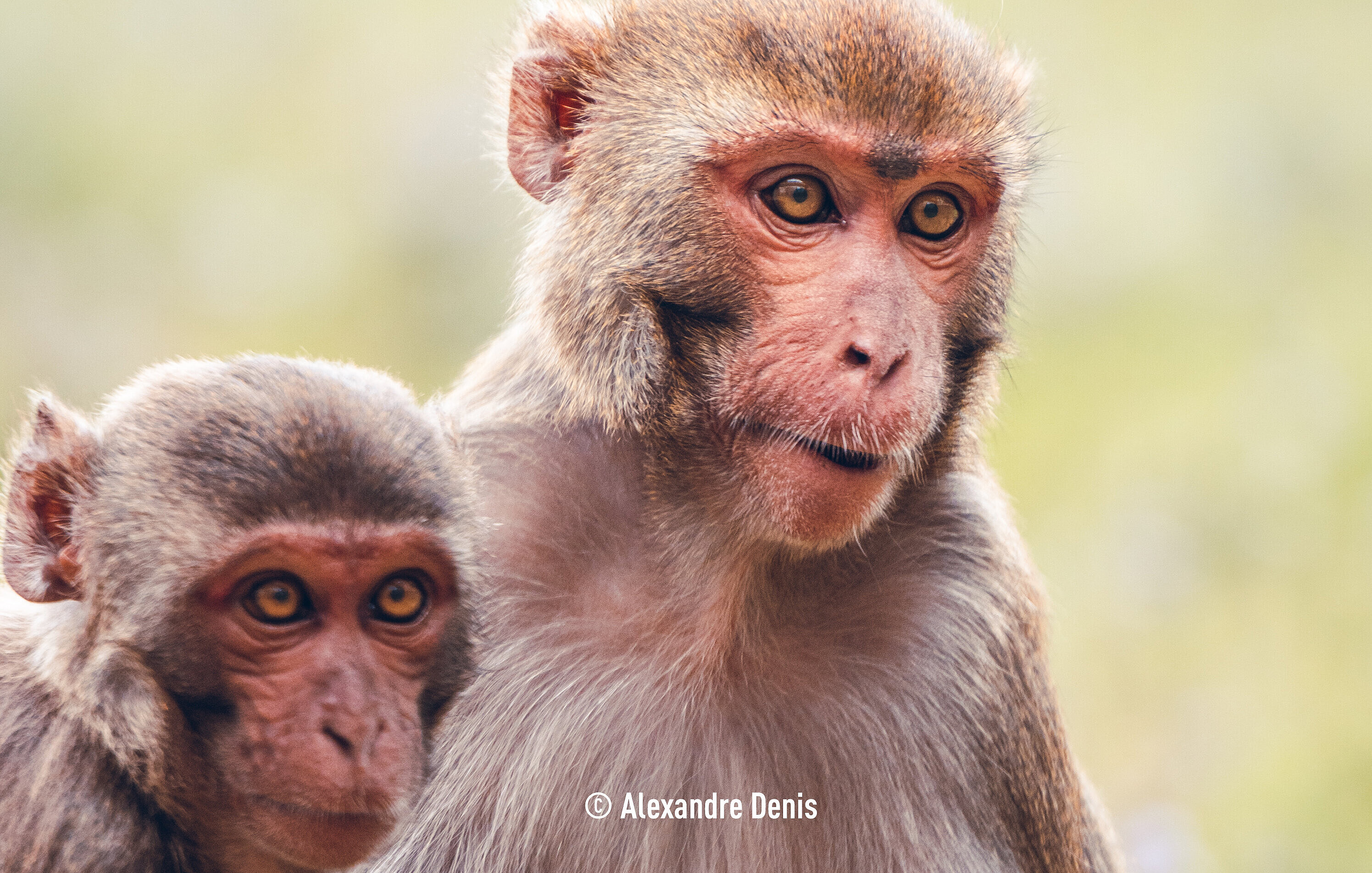 Macaque rhésus (c) Alex Denis