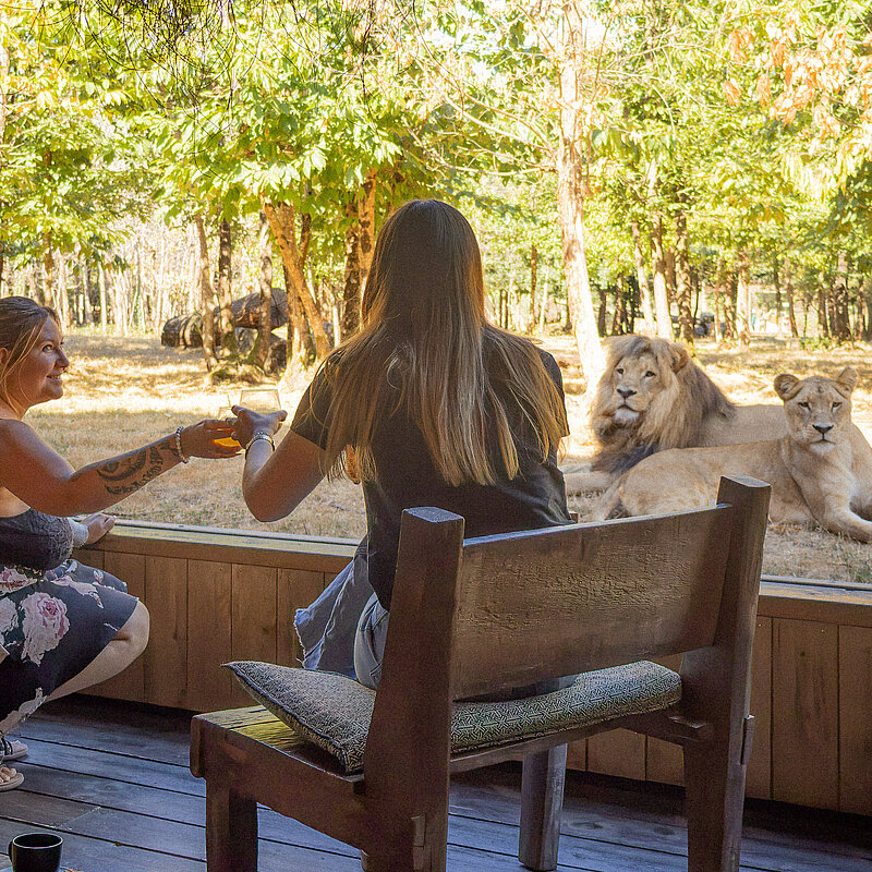 Lodge Lions
