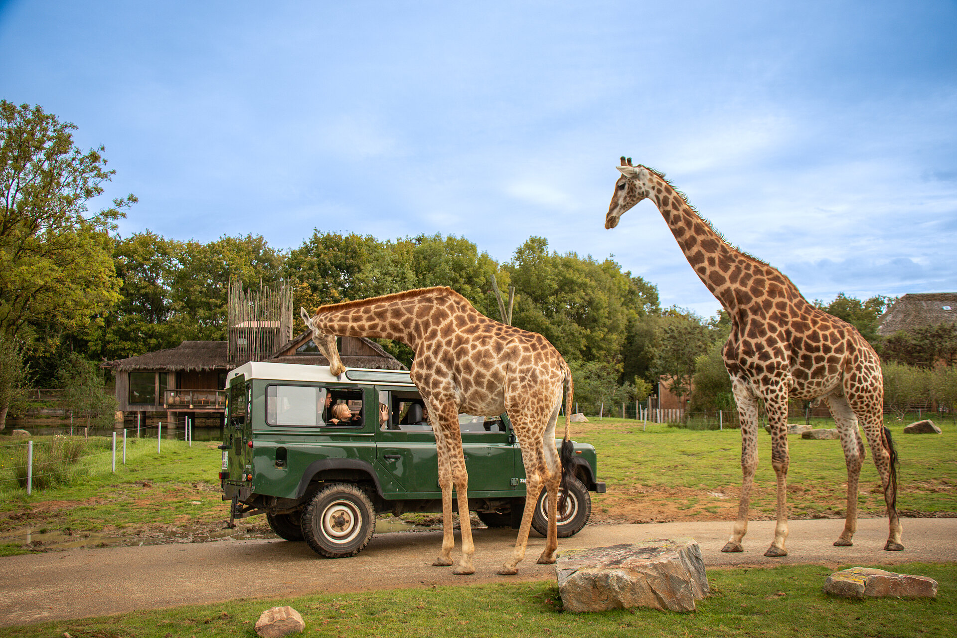 Safari VIP