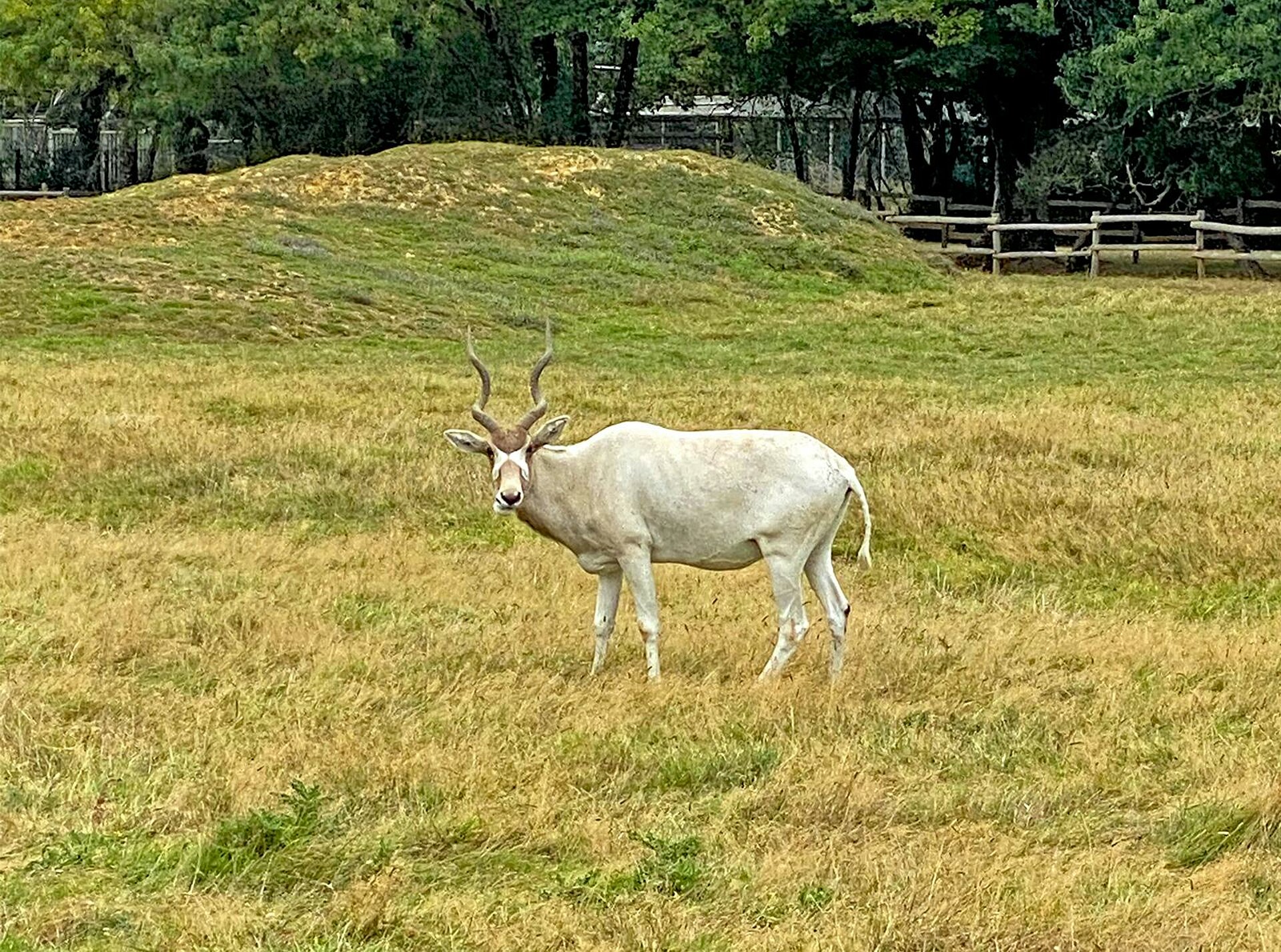 Addax