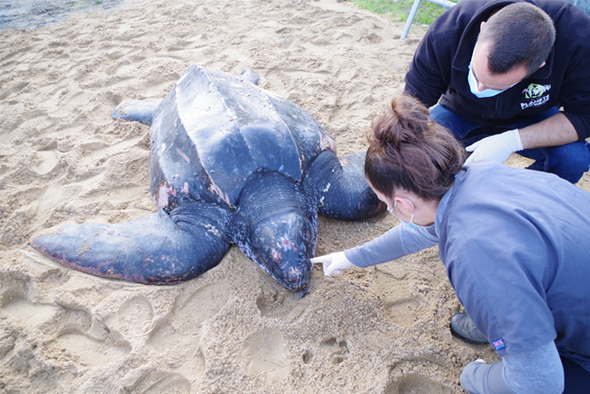 Sauvetage tortue