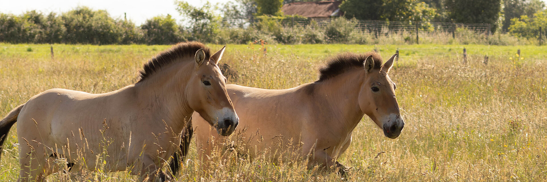 Cheval de Przewalski