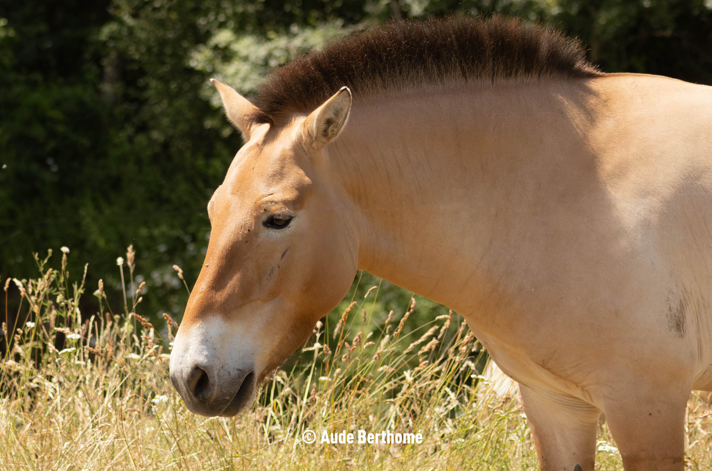 cheval de Przewalski
