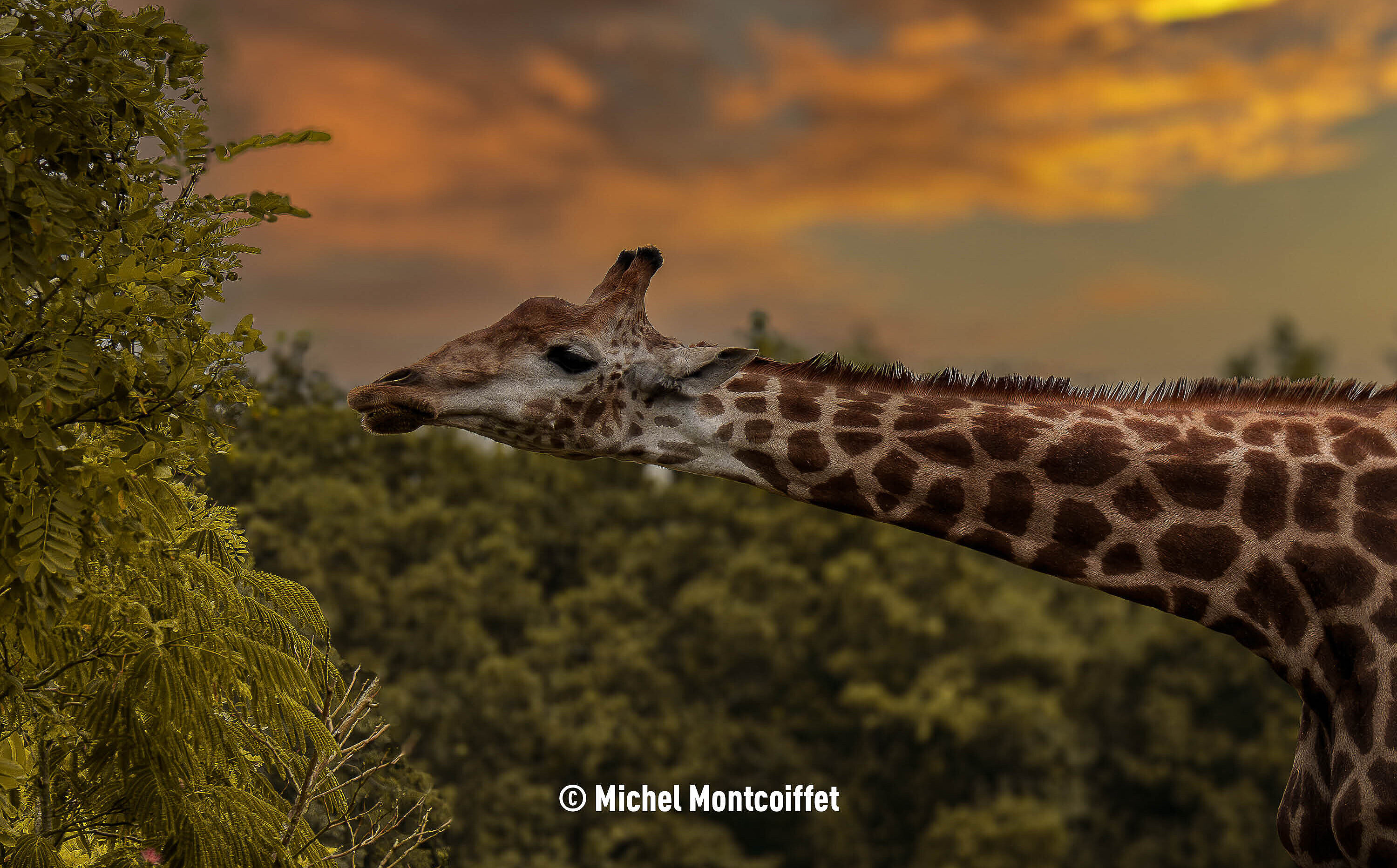 (c) François le Hir - Girafe du Cap