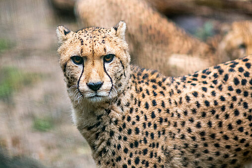 parc safari acheter billet