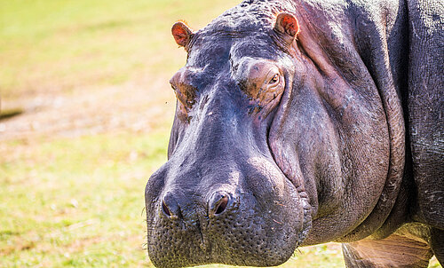 Hippopotame amphibie