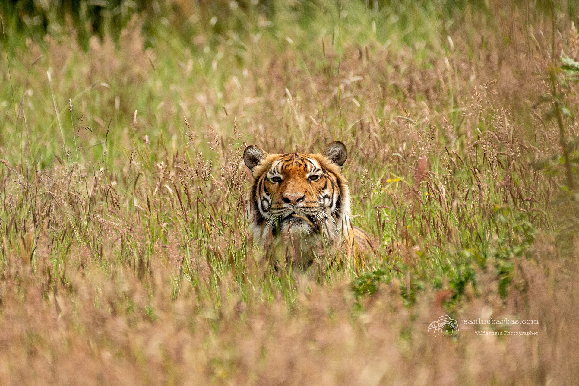 Le Tigre de Malaisie