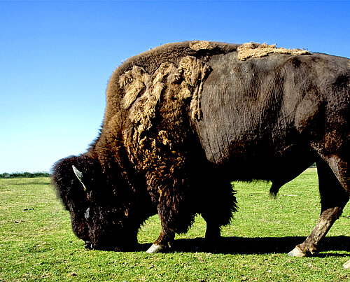 Bison des plaines