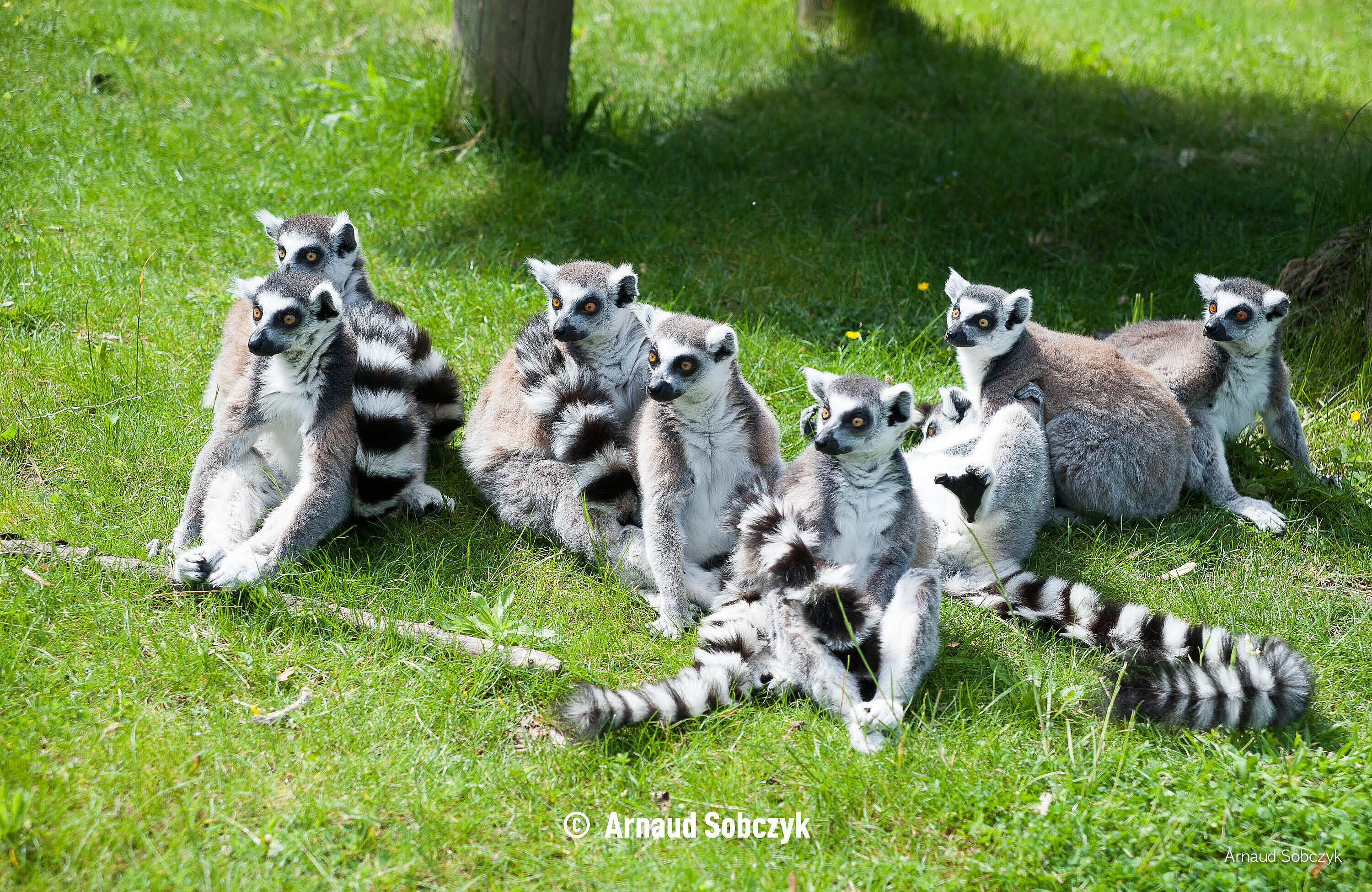 Maki Catta © Arnaud Sobczyk