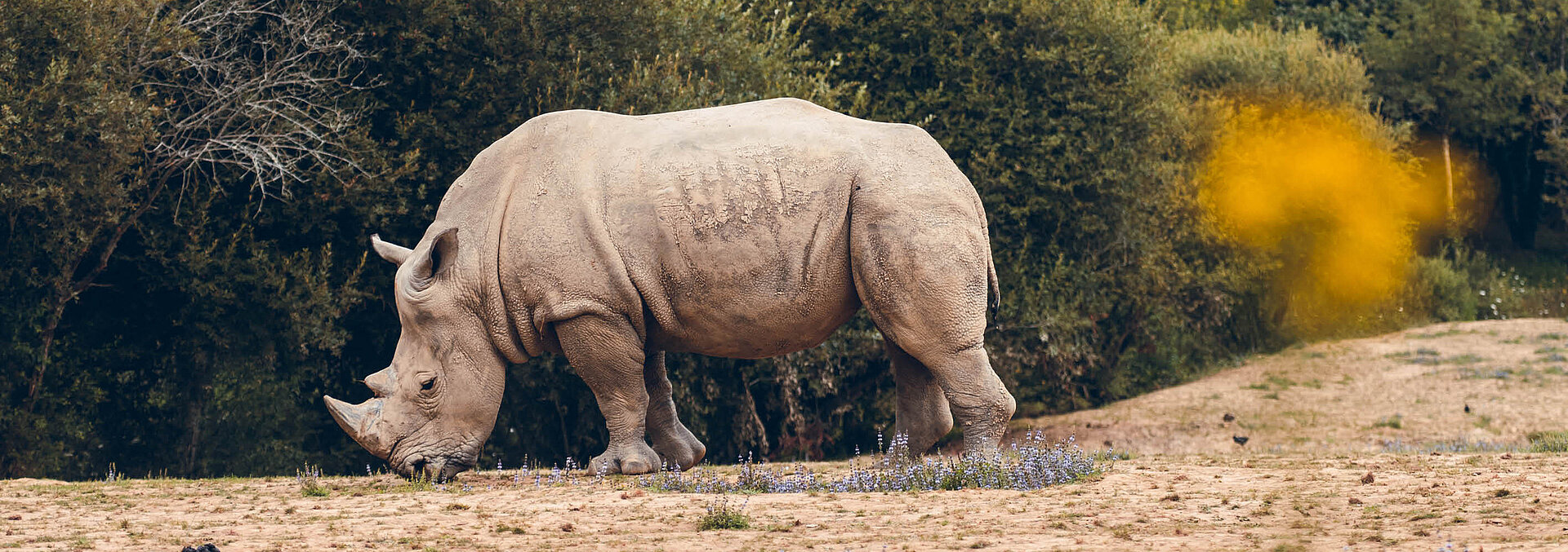 Rhinocéros blanc