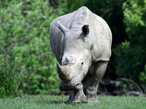 Rhinocéros Planète Sauvage