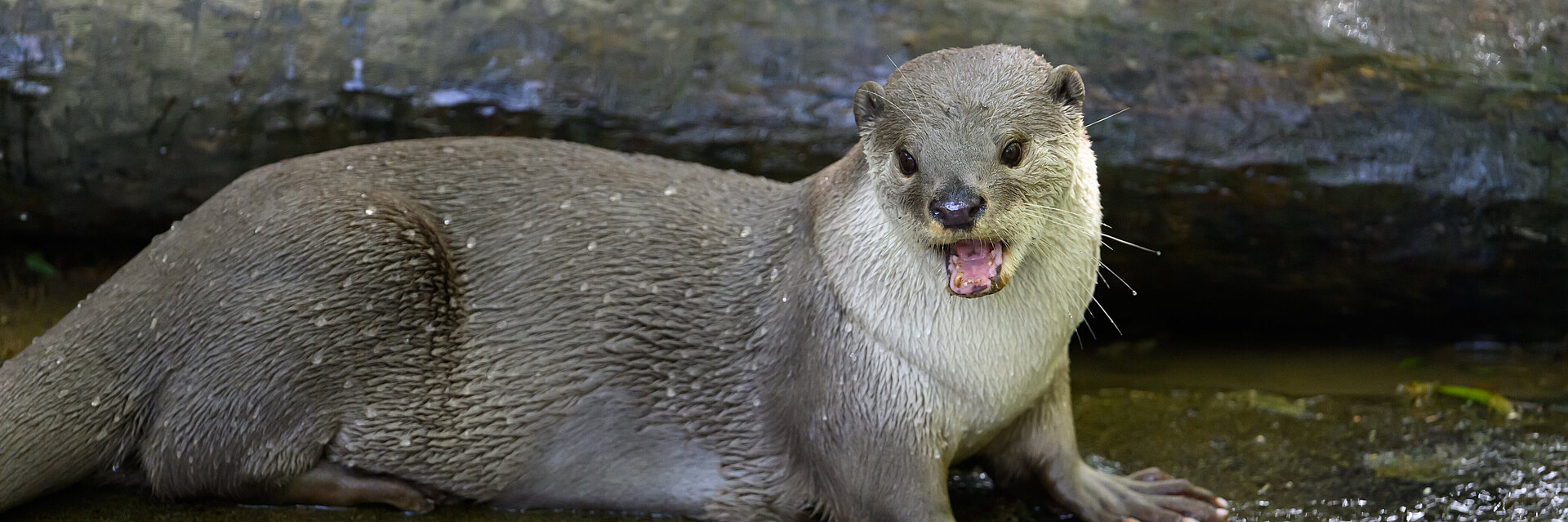 (c) François Le Hir - Loutre à pelage lisse