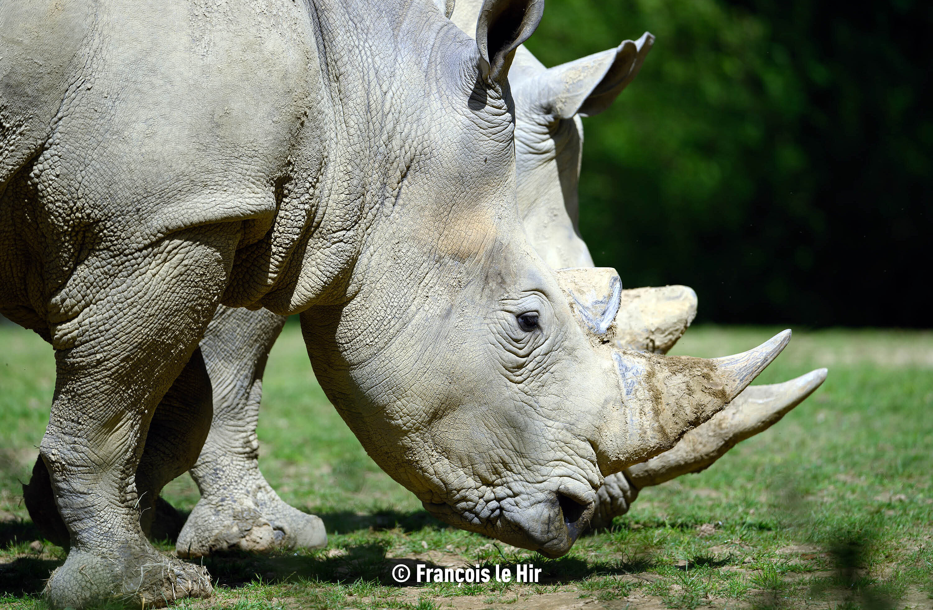 Rhinocéros blanc (c) François le Hir