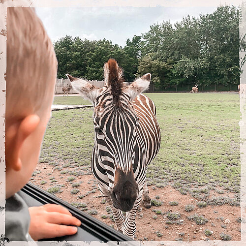 safari zoo voiture