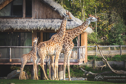 Lodge Girafe