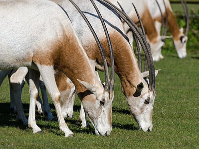 10 ans de réintroduction de l’oryx
