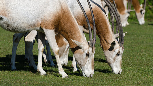 10 ans de réintroduction de l’oryx